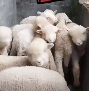 3 ekor anakan domba merino superan 4 bulanan 1 jantan 2 betina gemesin