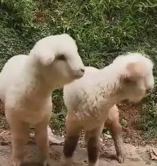 3 ekor anakan domba merino superan 4 bulanan 1 jantan 2 betina gemesin