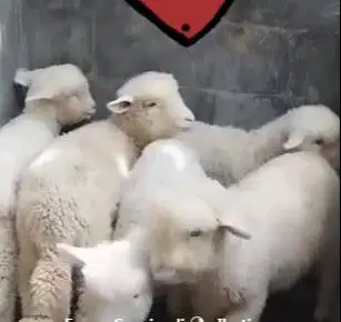 3 ekor anakan bibit domba merino hias super 4 bulan 1 jantan 2 betina