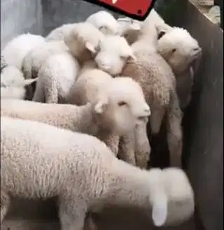 3 ekor anakan bibit domba merino hias super 4 bulan 1 jantan 2 betina