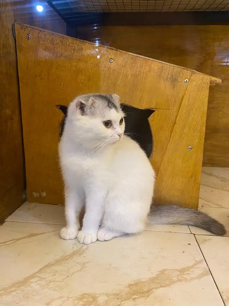 Kucing Scottish Fold