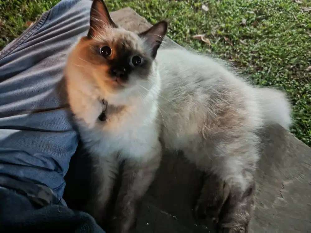 Kucing Himalaya Jantan