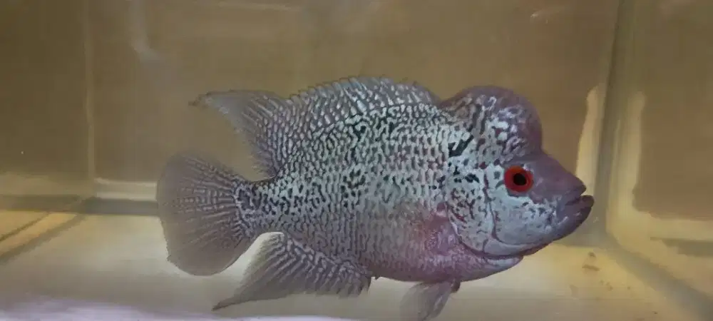Ikan Louhan kamfa