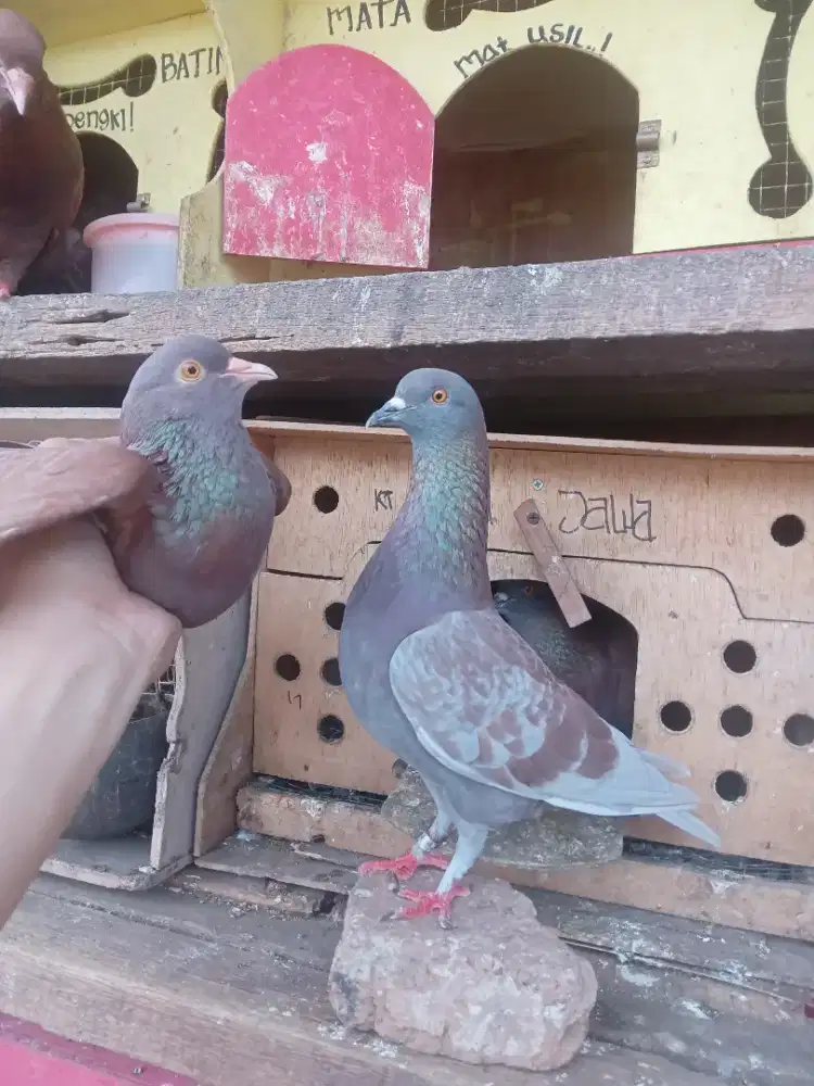 Mau lempar maenan pribadi ane nih. Burung jaminan enak semua