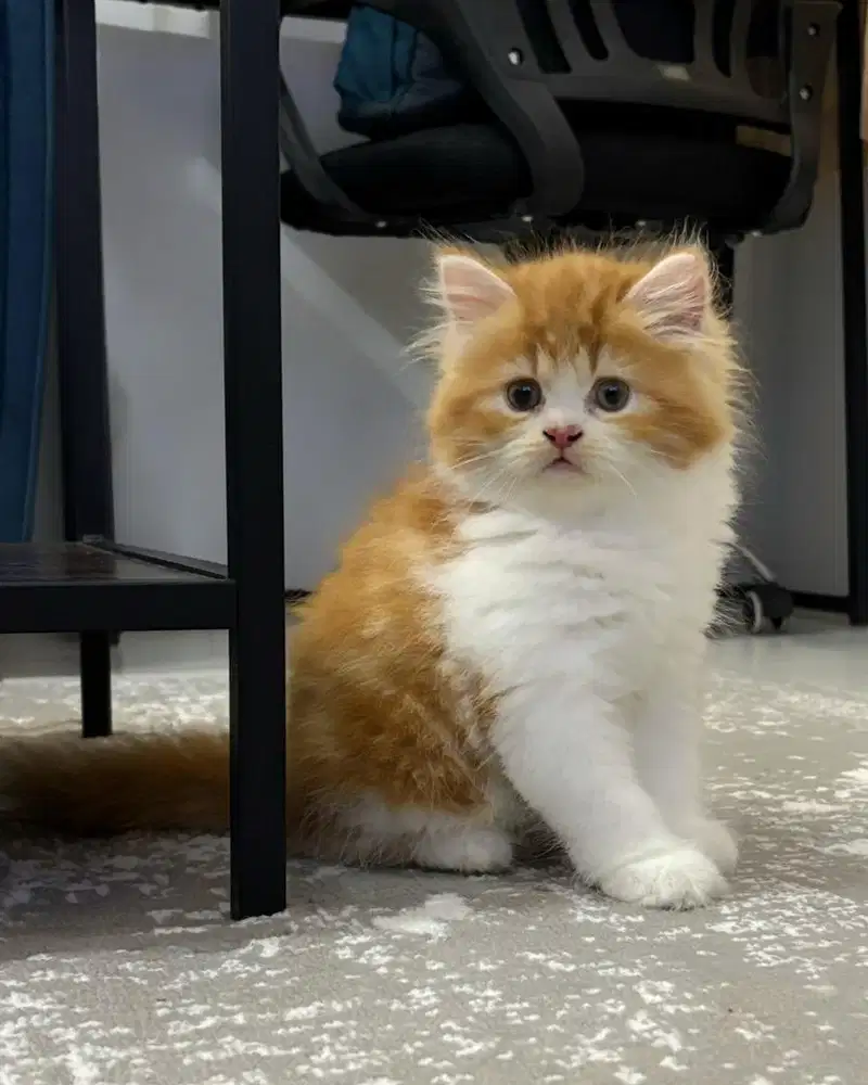 Norwegian X peaknose betina 2,5bulan