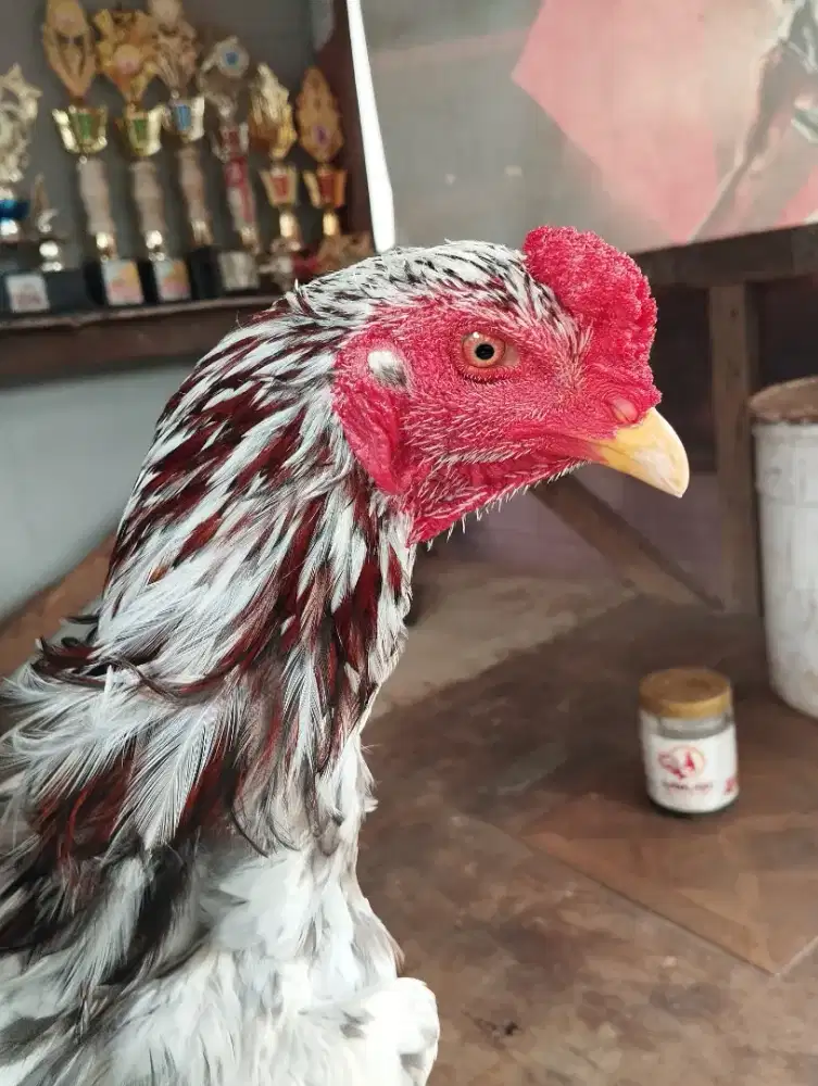Ayam muda berumbun