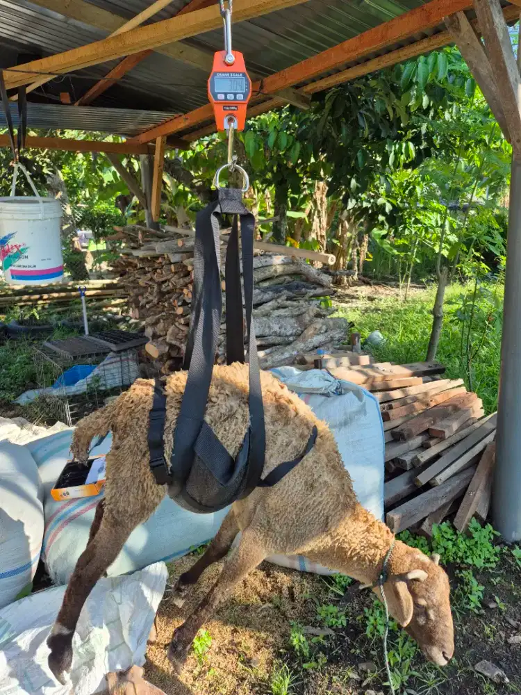 Domba aqiqah/qurban