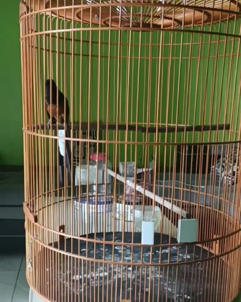 Burung murai medan