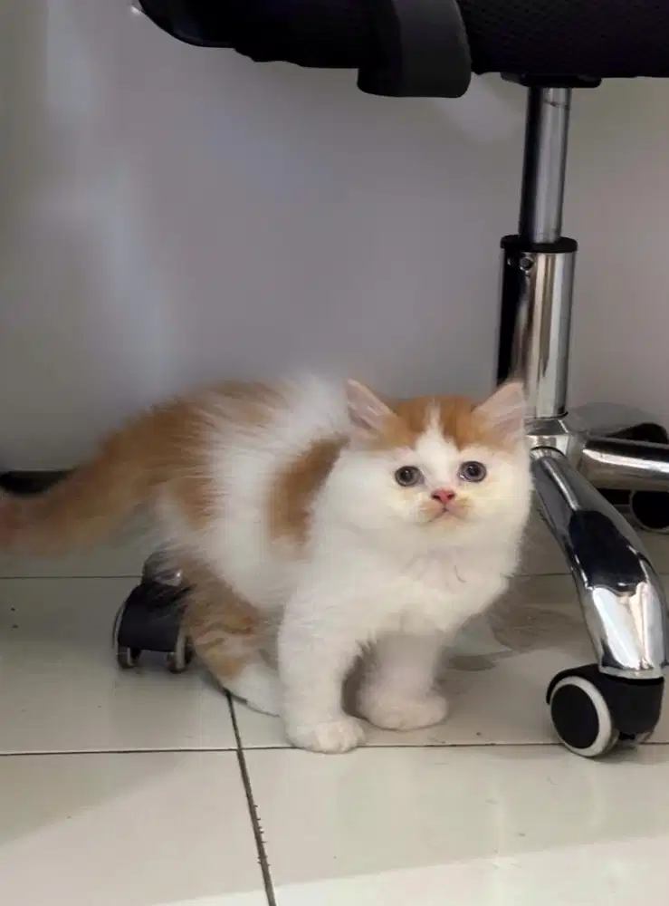 Peaknose X norwegian jantan 2,5bulan