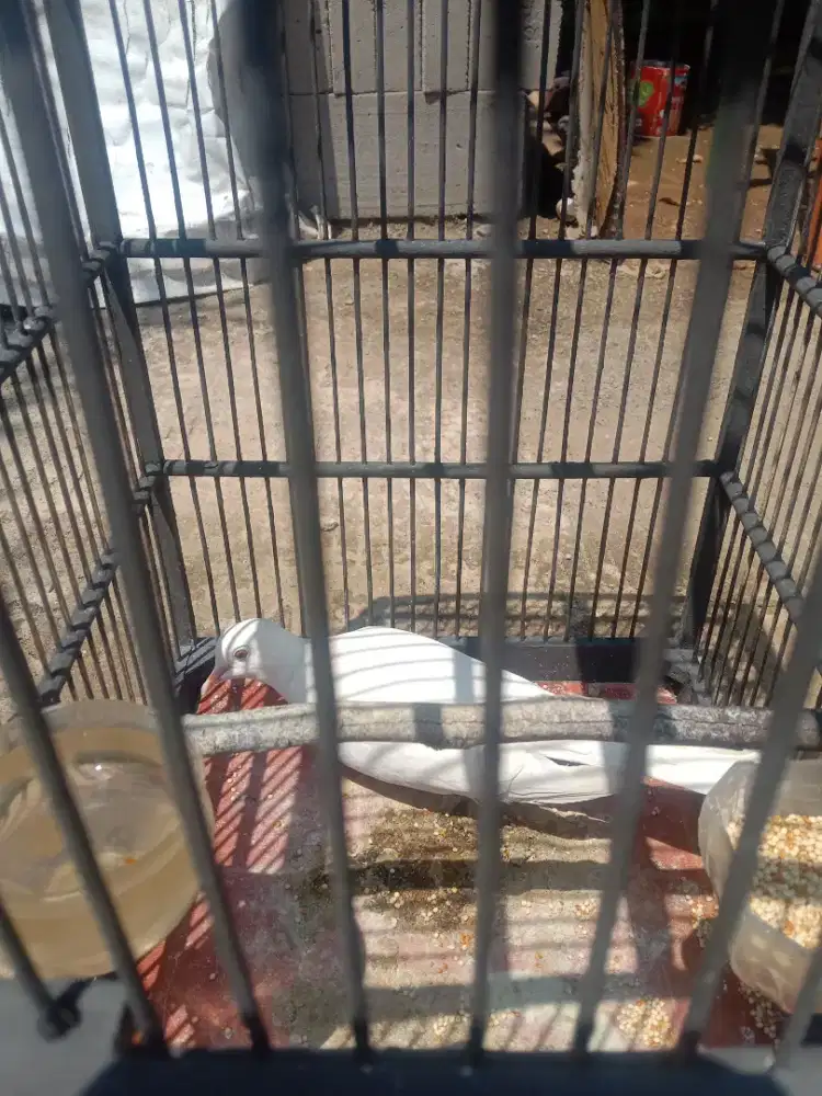 dua burung puter putih mata merah
