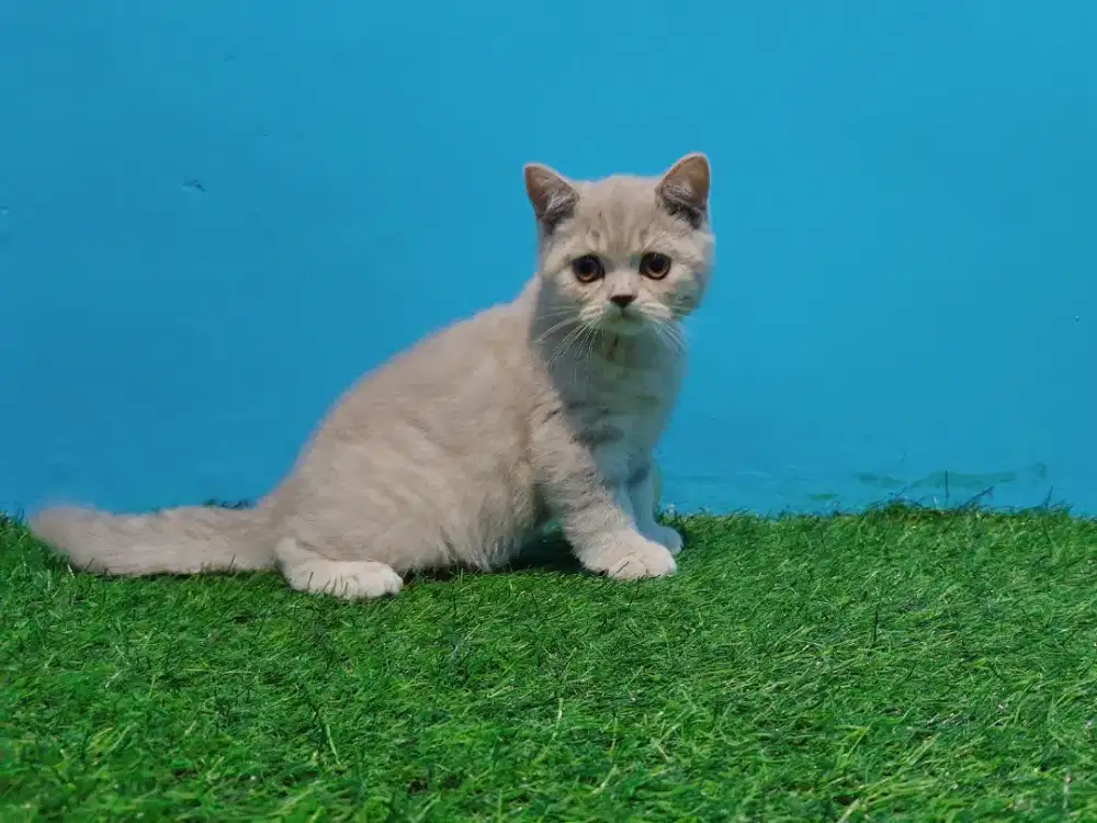 Kitten BSH Silver Blue Line Ped Betina British Short Hair