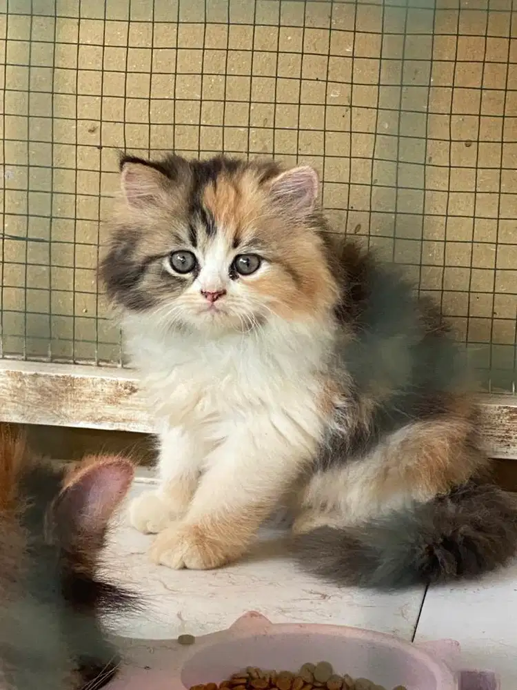 Kitten Persia 2 Bulan