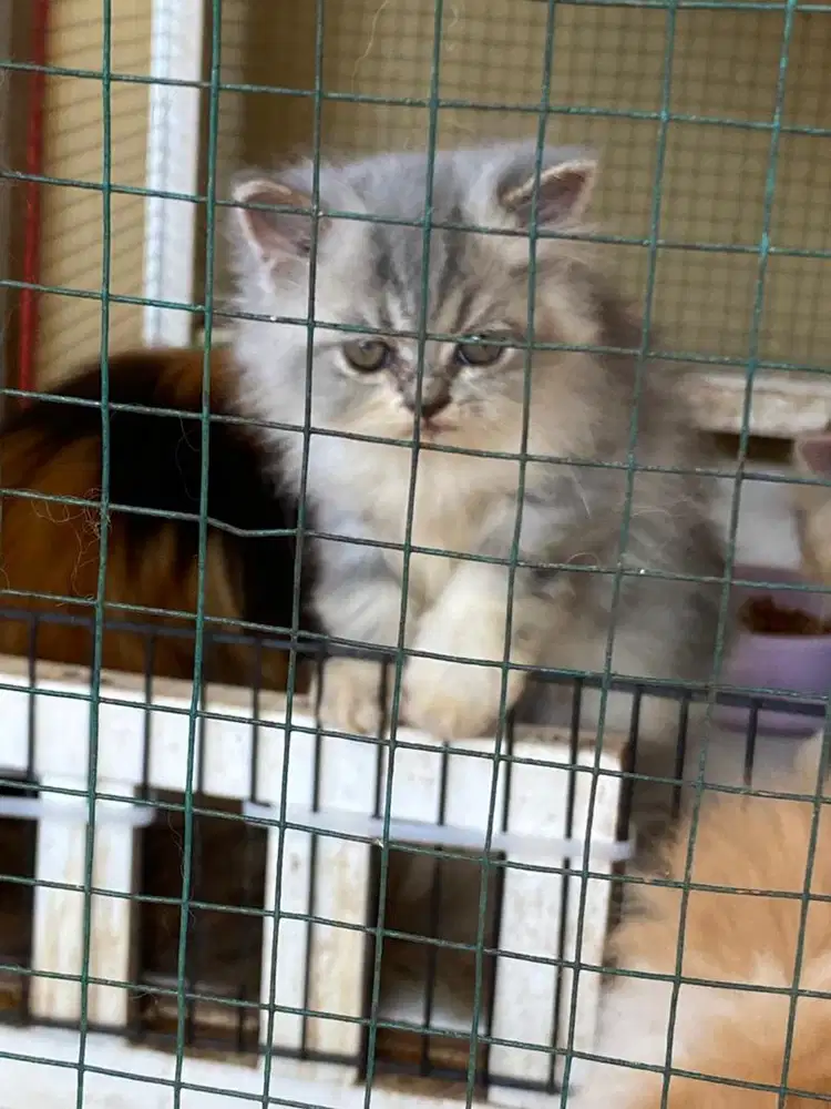 Kitten Persia Usia 2 Bulan