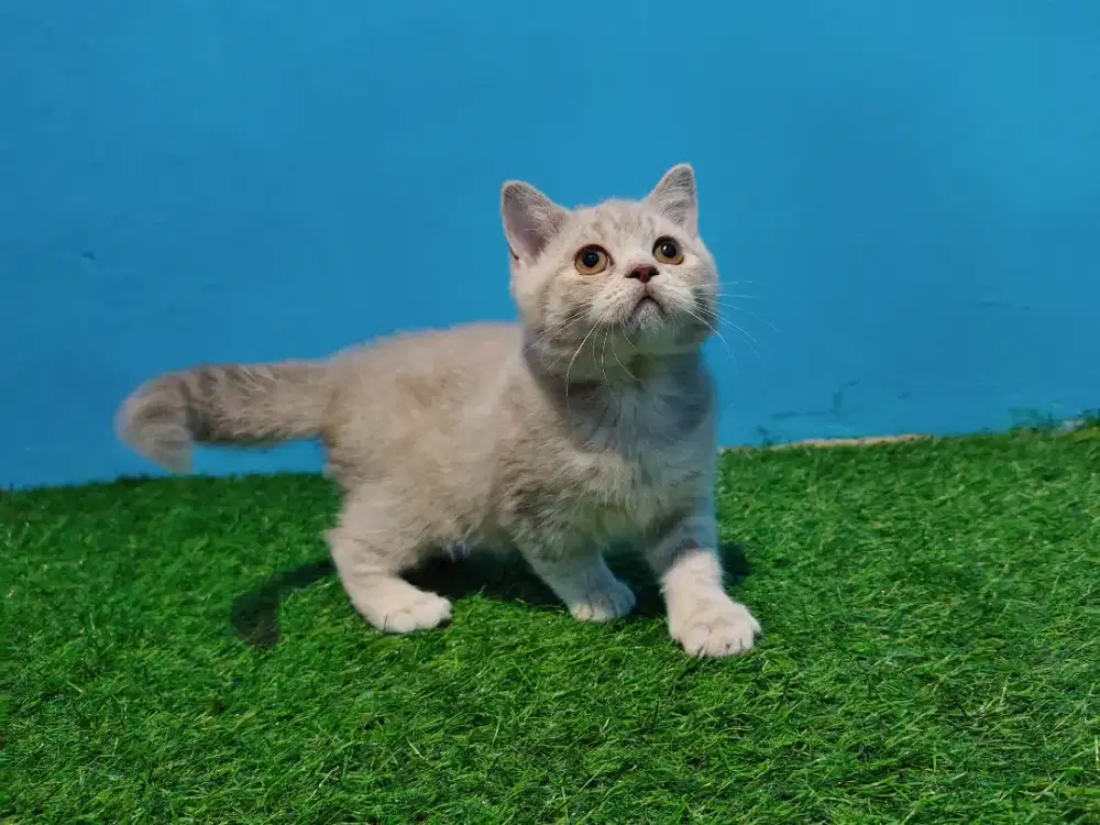 BSH Kitten Silver Blue Line Ped Betina British Short Hair
