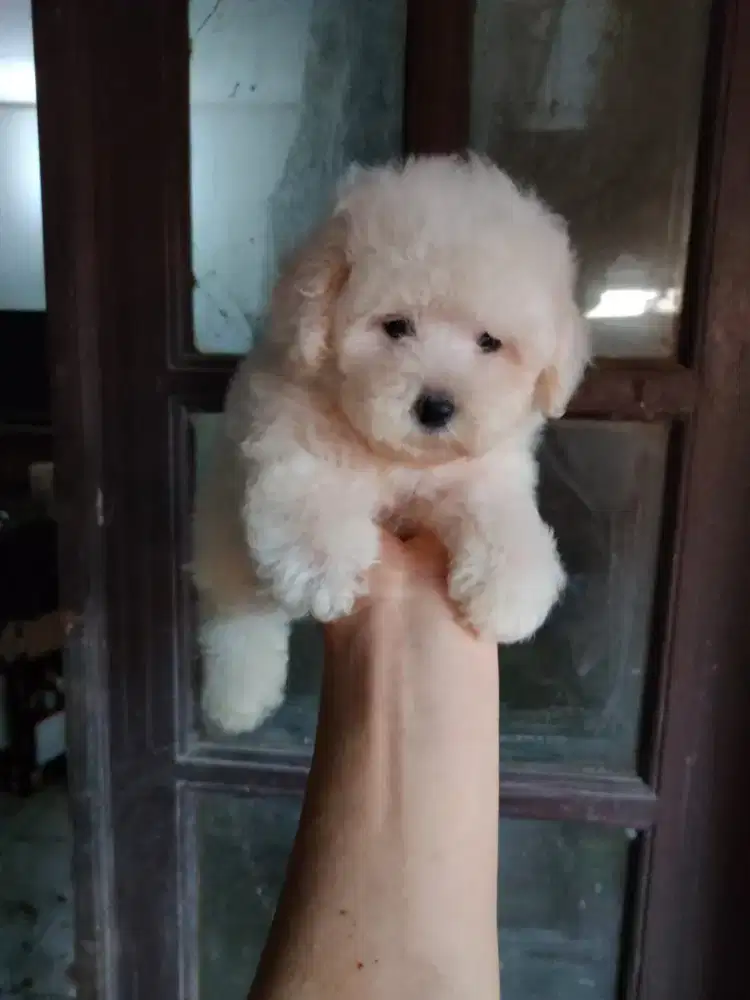Teacup poodle jantan cakep
