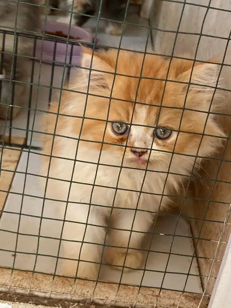 Kitten Persia Usia 2  Bulan