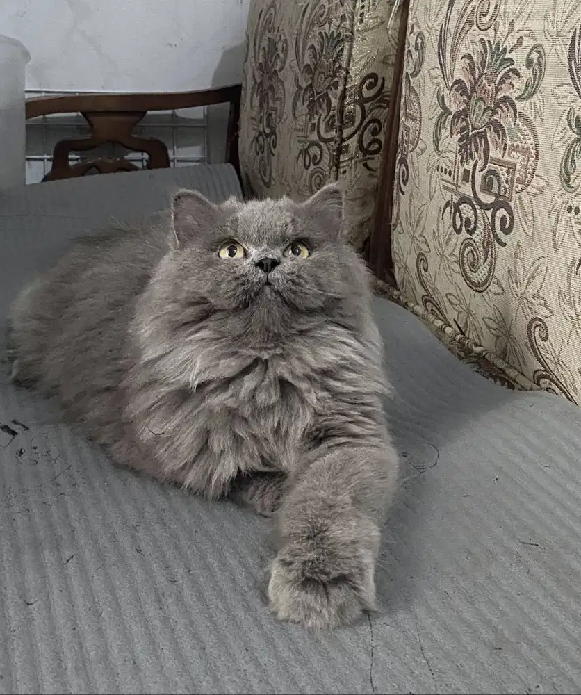 Kucing kitten British longhair Femalee