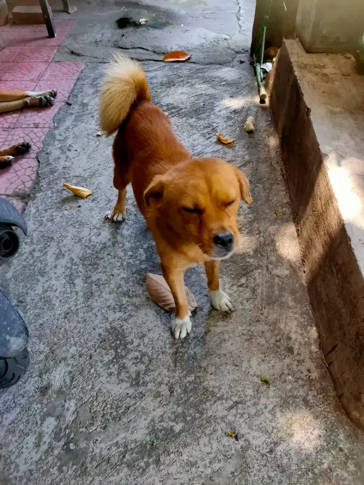 anjing jantan ras kecil khusus dog lover