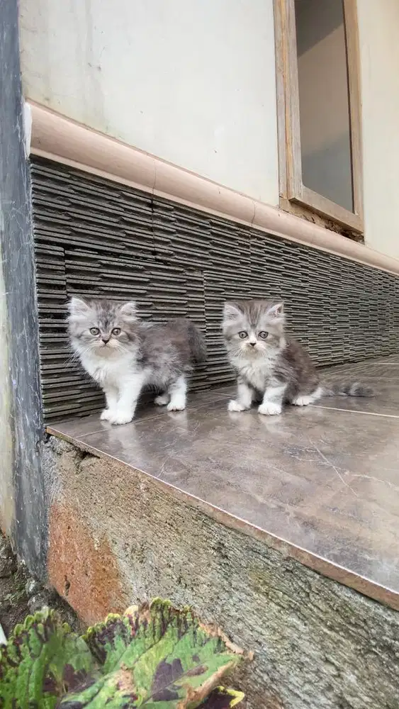 Sepasang kitten munchkin flatnose persia kucing