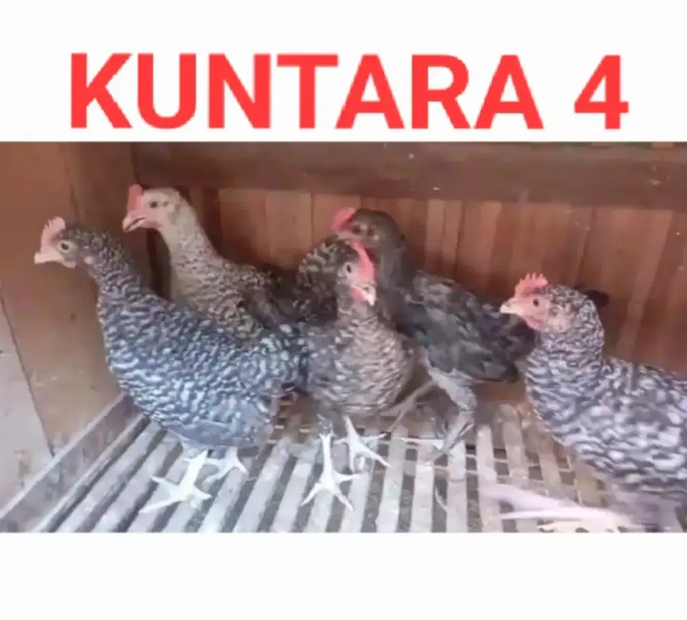 AYAM KUNTARA 4 UMUR 3 BULAN
