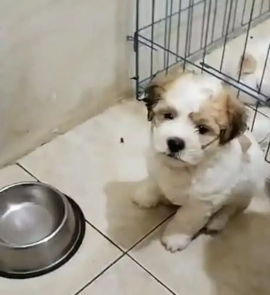 Anak anjing maltipo