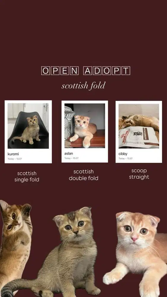 lepas adopt kucing bermahar