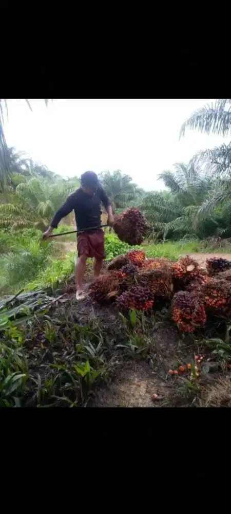 Loker perkebunan kelapa sawit Gratis penjemputan