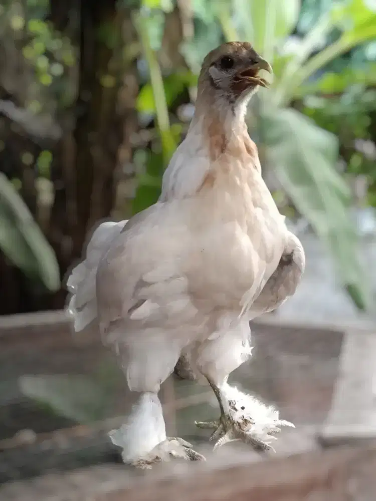Ayam hias Giant cochin