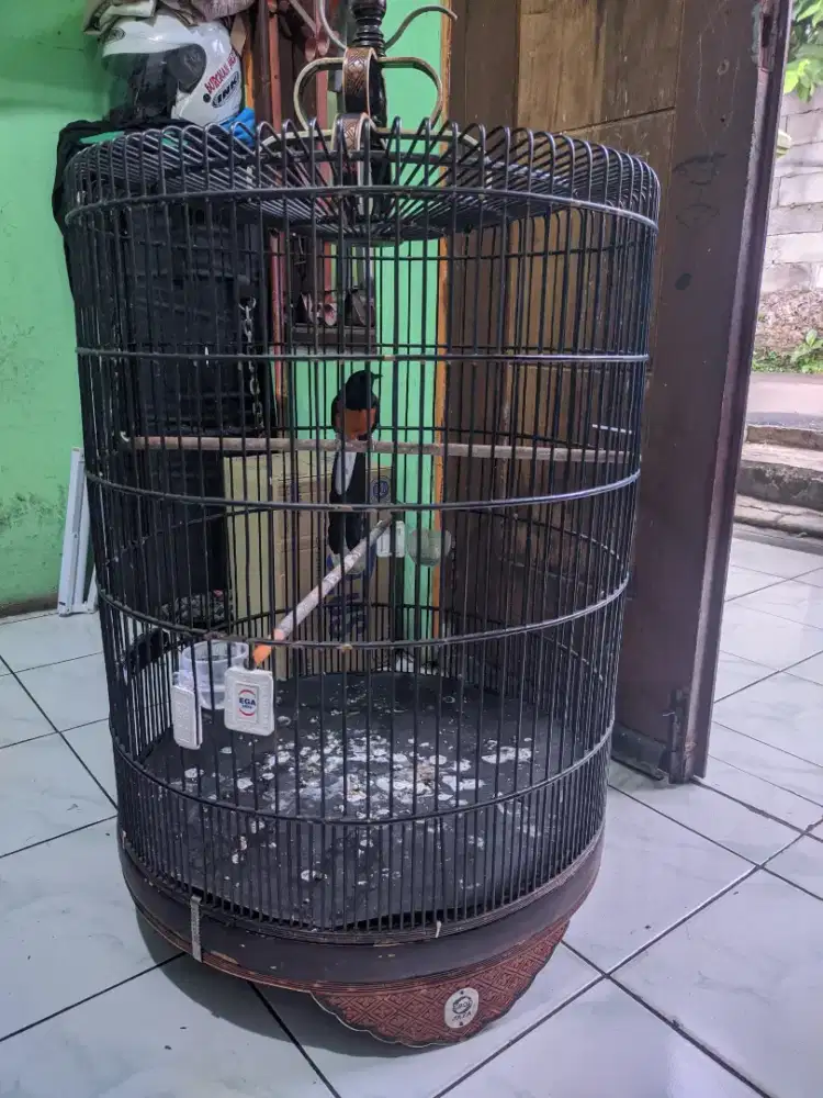 Ebood No 2 , 250 Tinggal pakai