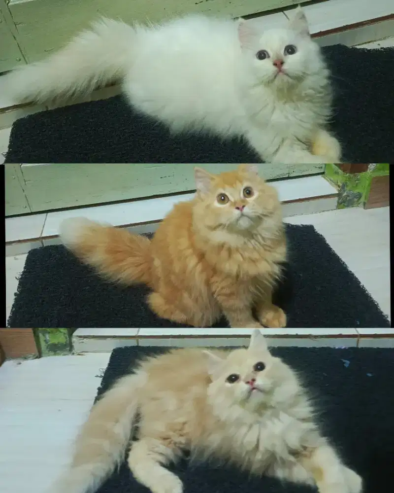 Kucing 3 ekor kitten persia