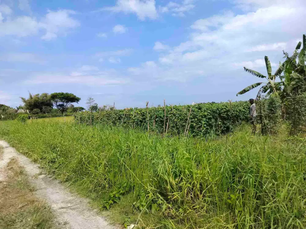 jual tanah dekat waka gangga  tabanan 30 are harga 350/ are