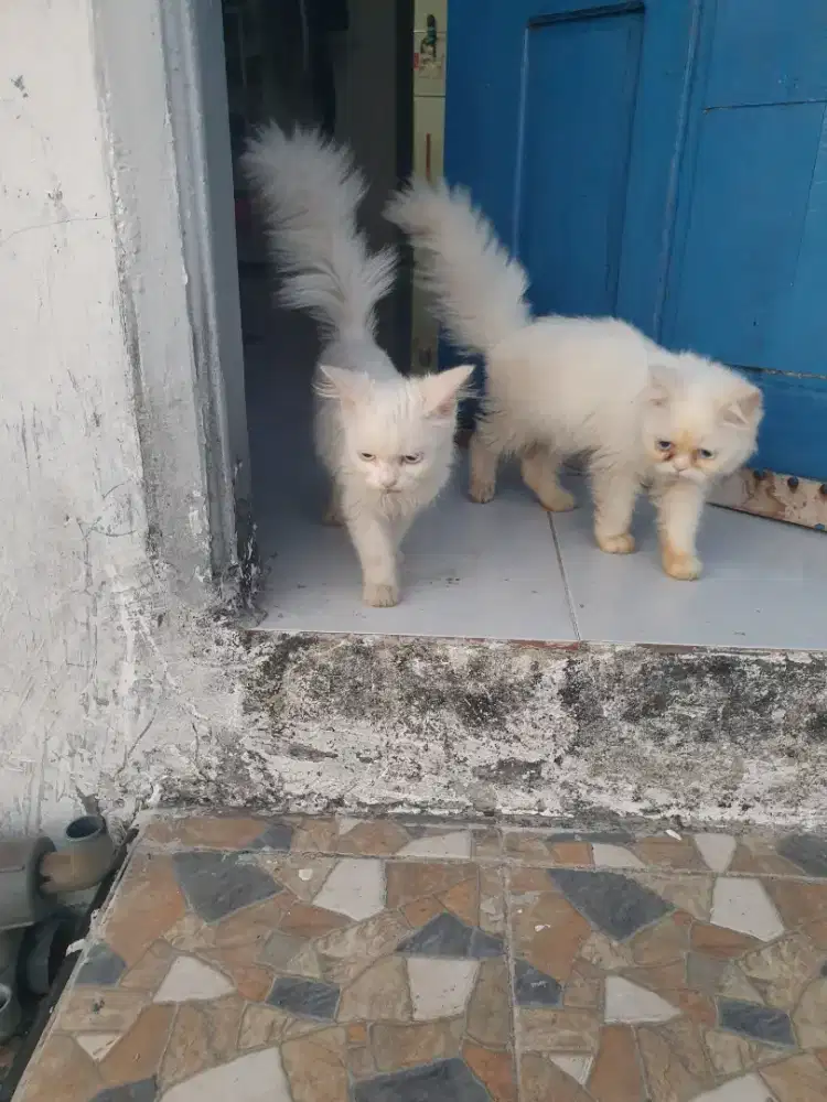 Kucing persia flatnose