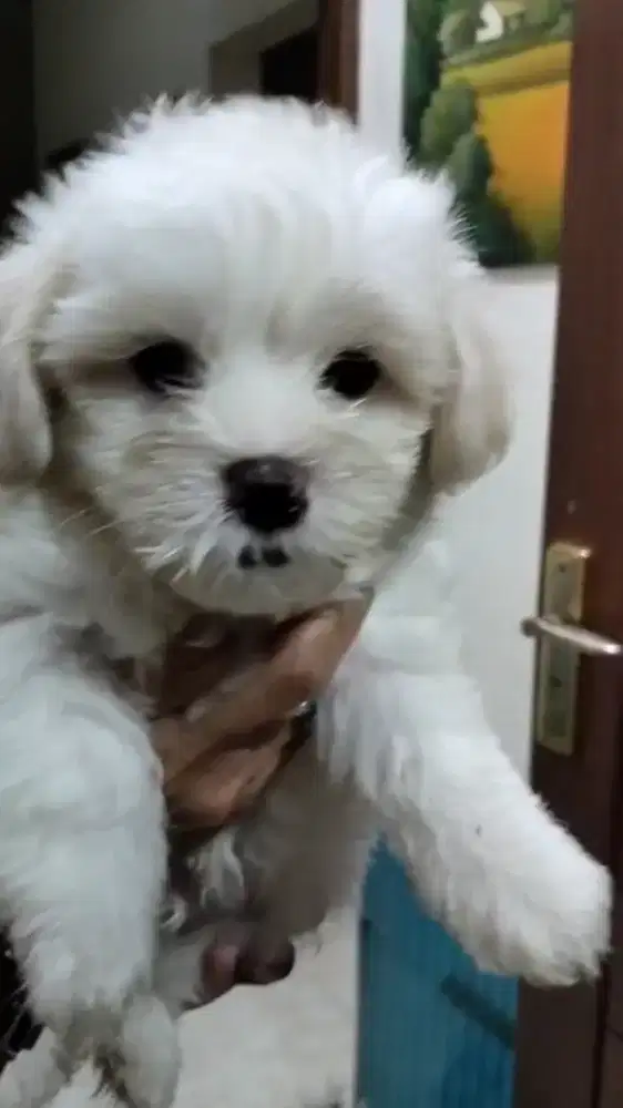 Anak anjing maltipo