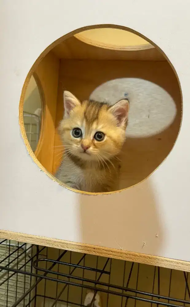 Kitten BSH Golden Betina Gembul