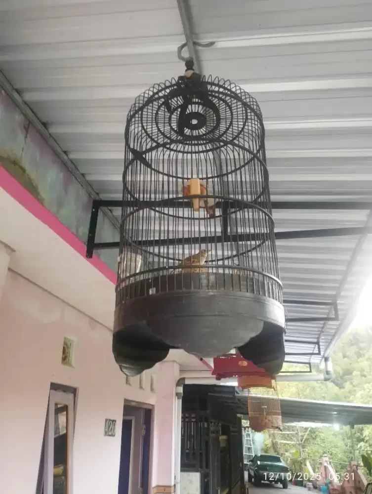 Branjangan parva, sudah mapan