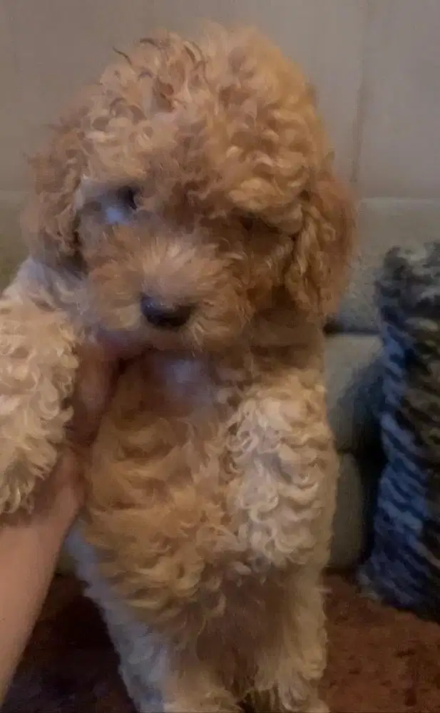 Toy poodle kaki pendek bogel