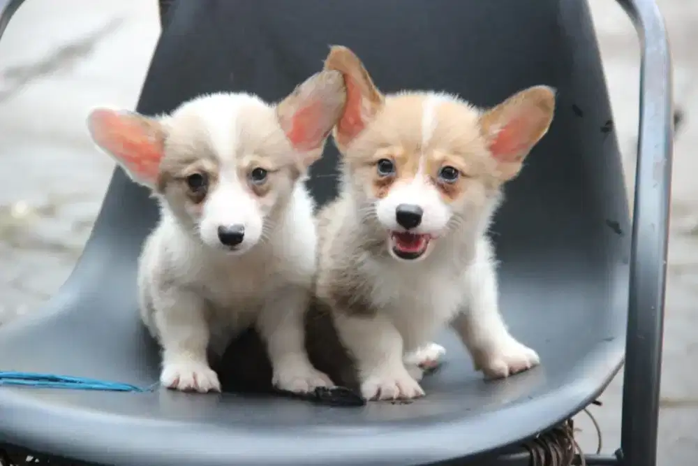 ANAKAN CORGIE JANTAN DAN BETINA