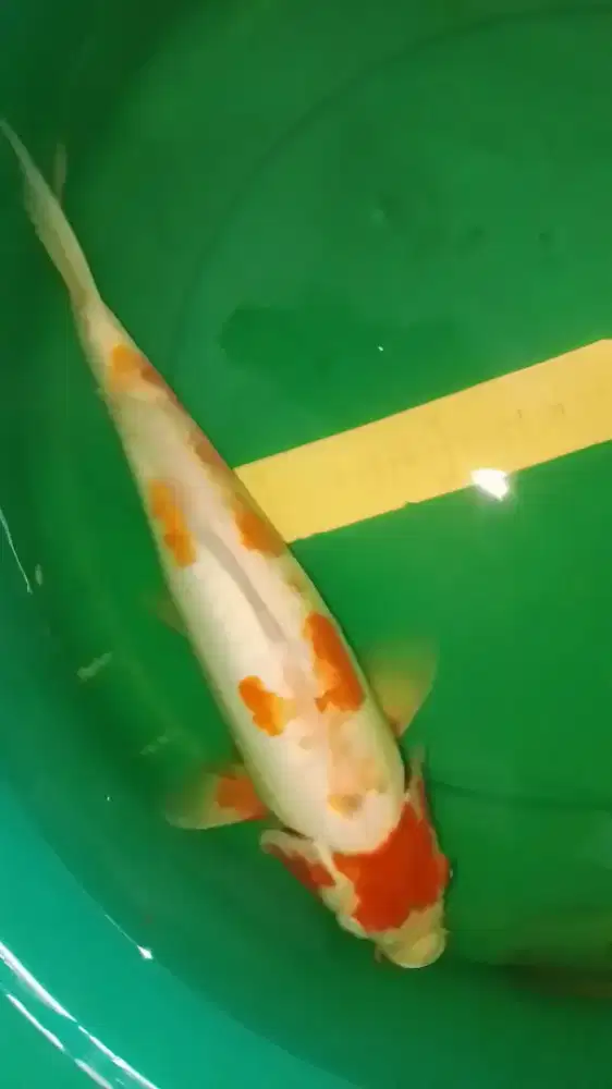 Ikan koi jenis Koshui 47cm jumbo