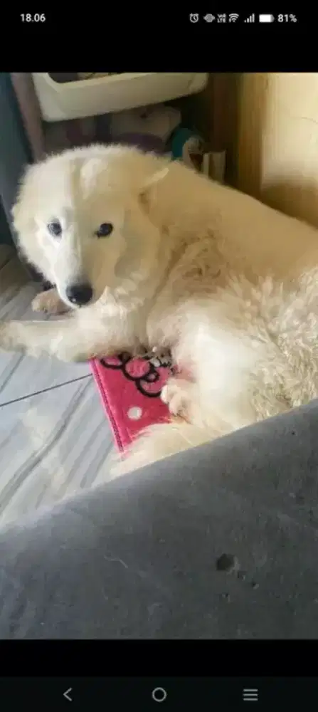 Anjing samoyed murah