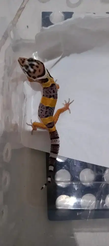 gecko ,pacman green, brown