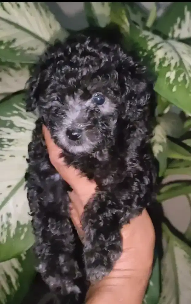 Poodle. Silver betina