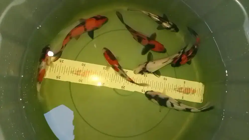 Ikan koi jenis Showa DOITSU 10-12cm