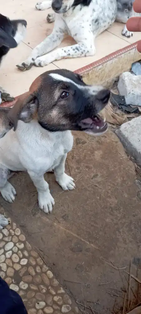 Jual anak anjing Mix Labrador