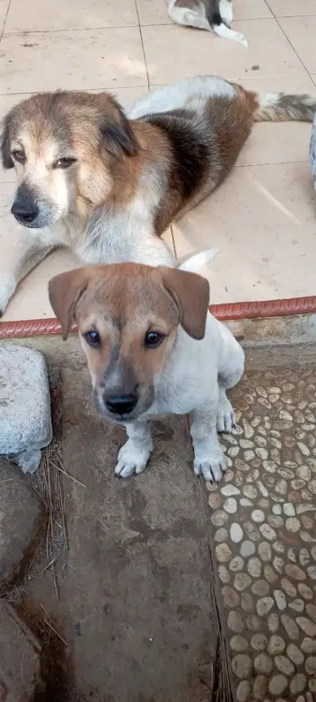 Jual anak anjing Mix Labrador