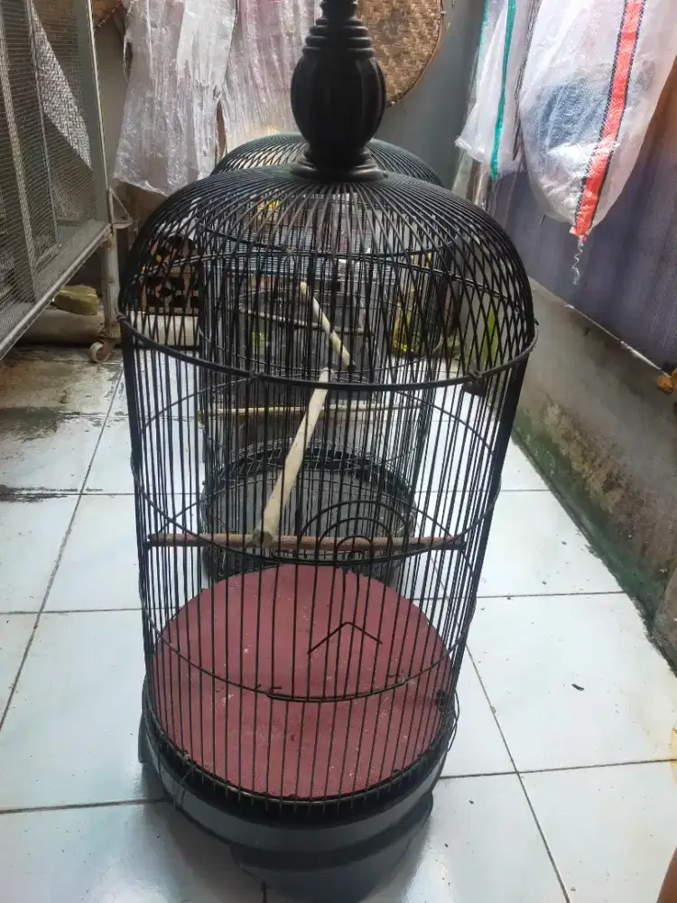 Kandang love bird