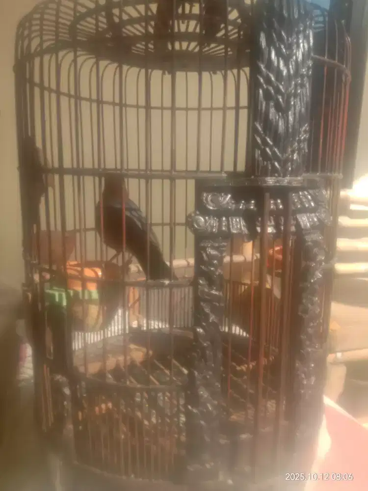 mnwi aya jodona  jual am ring bali fs kuku mata aman