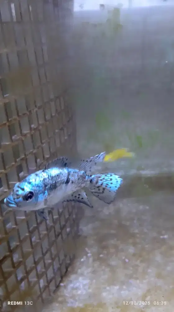 Electric Blue Jack Dempsey