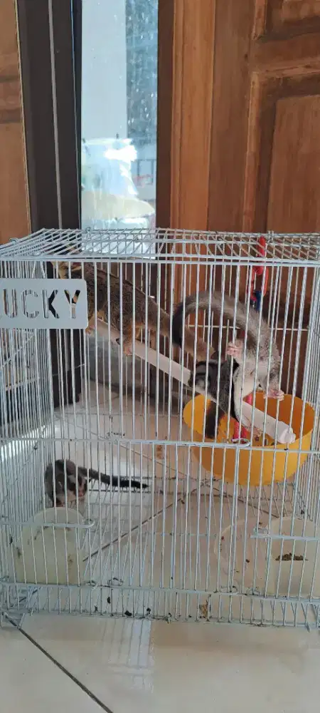 Jual Borongan Sugar Glider + Kandang 1 induk, 2 anak