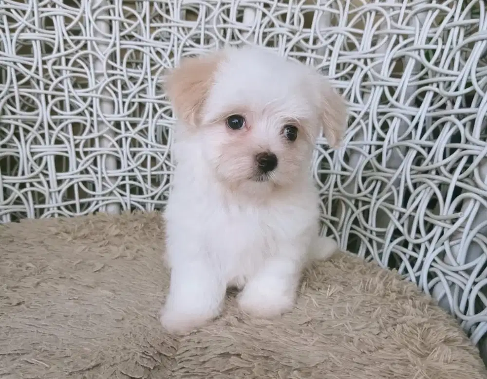 Puppies Maltese