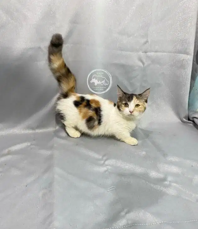 Munchkin calico